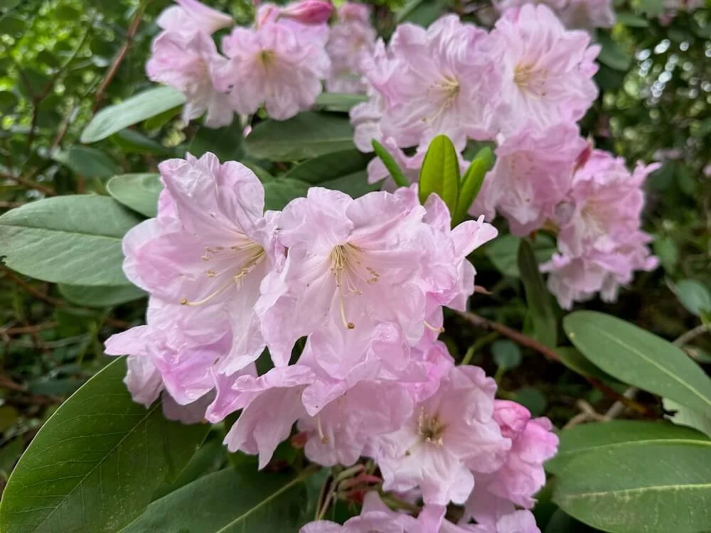 Rhododendron Yuefengense 02.jpeg