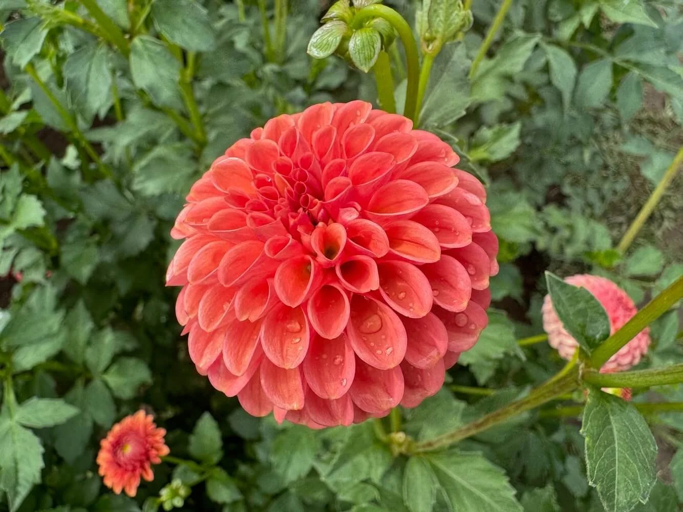 Dahlia 'Gingeroo' 03.jpeg
