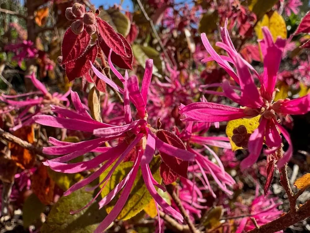 Loropetalum chinense 'Sizzling Pink' 01.jpeg