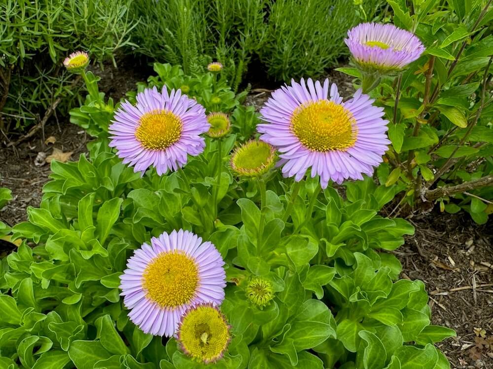 Erigeron glaucus 'Bountiful' 01.jpeg