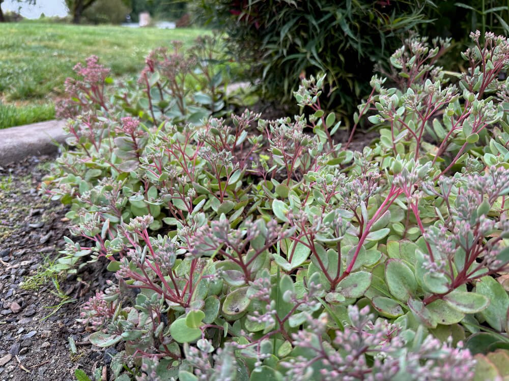 Hylotelephium 'Dazzleberry' 03.jpeg