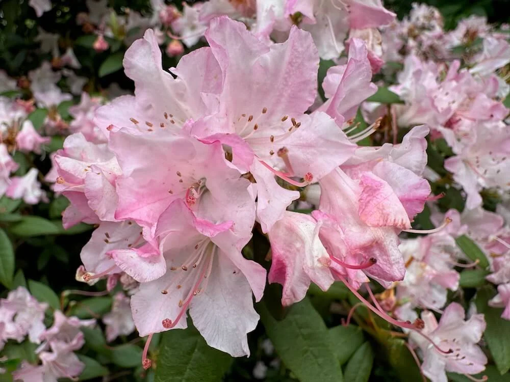 Rhododendron 'Turacao' 01.jpeg