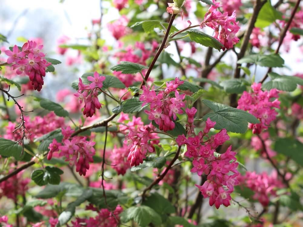 Ribes sanguineum 04.JPG