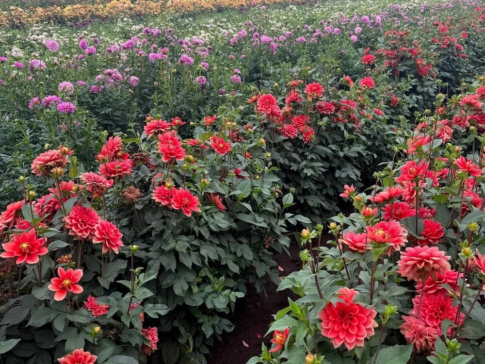 Dahlia 'Hot Rod' 05.jpeg