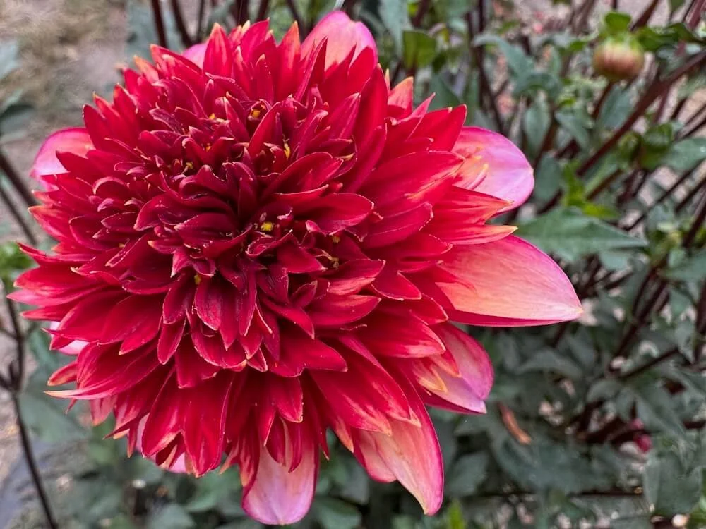 Dahlia 'Gitty Up' 06.jpeg