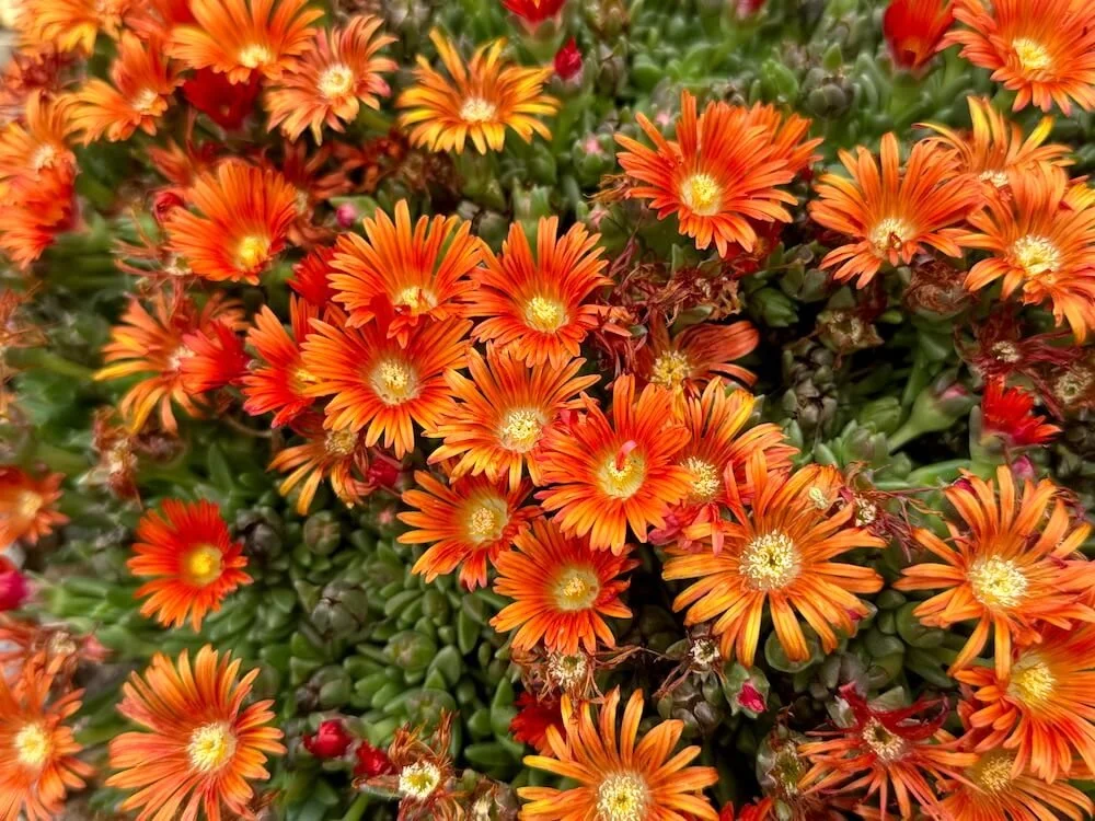 Delosperma hybrida Ocean Sunset 'Orange Vibe' 02.jpeg