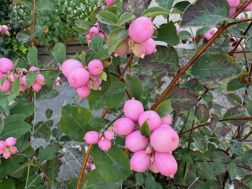 Symphoricarpos doorenbosii 'Kolmpica' 03.jpeg