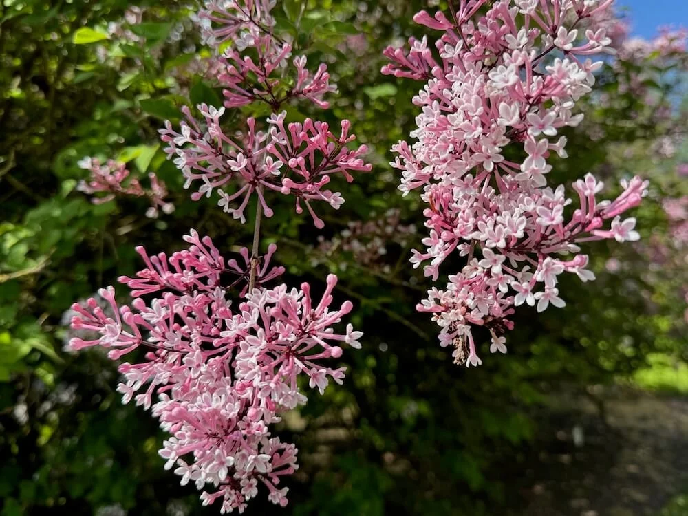 Syringa pubescens subsp. microphylla 'Superba' 04.jpeg