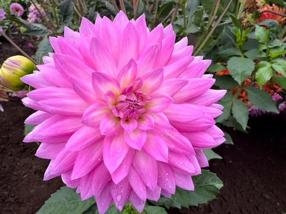 Dahlia 'Miss Delilah' 02.jpeg