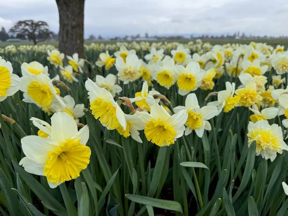 Narcissus 'Ice Follies' 04.jpeg