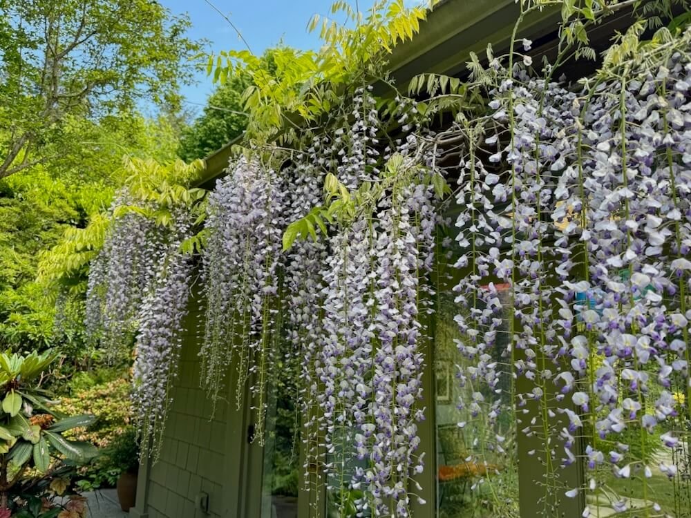 Wisteria floribunda 'Multijuga' 03.jpeg