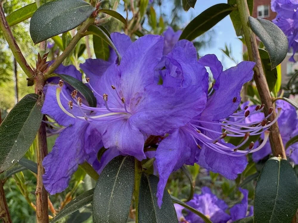 Rhododendron 'Blaney's Blue' 01.jpeg