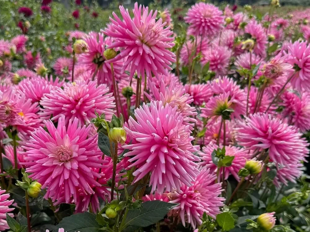 Dahlia 'First Kiss' 02.jpeg