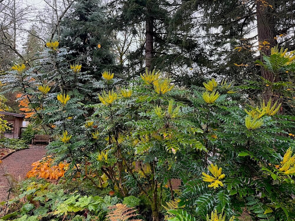 Mahonia x media 'Charity' 02.jpeg