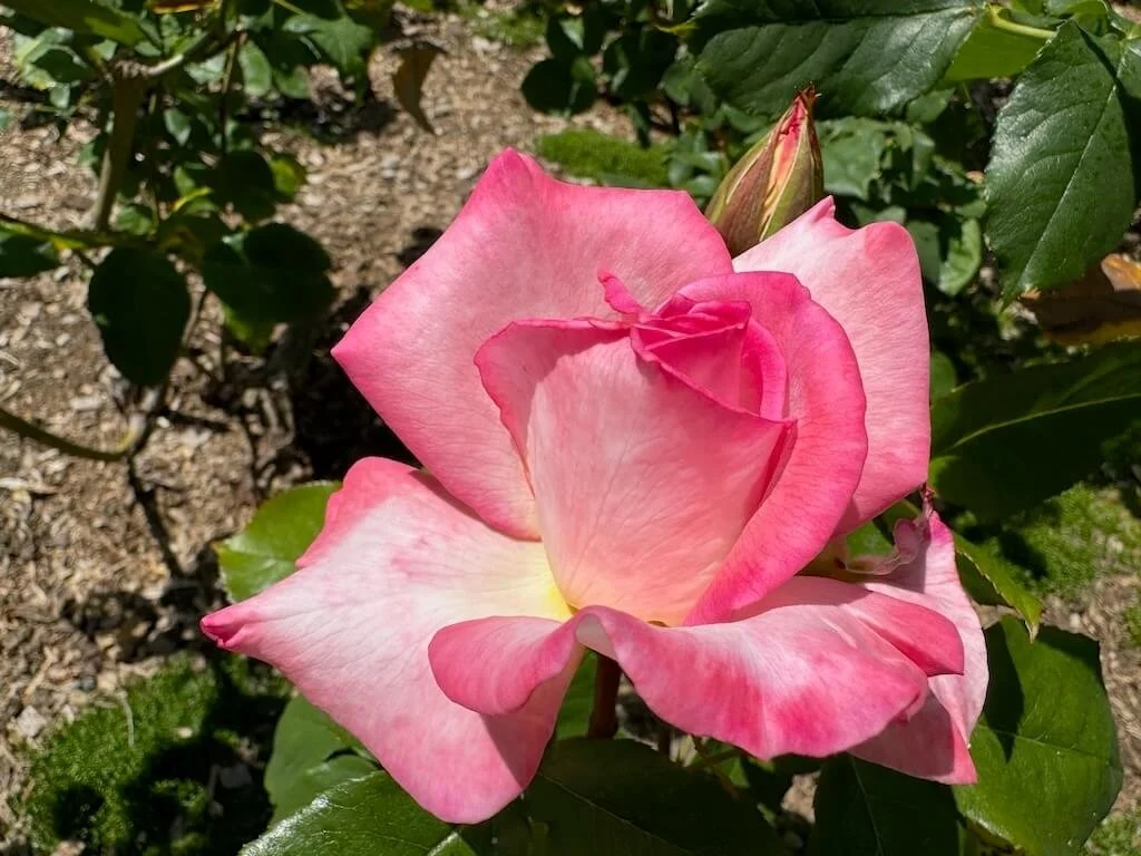 Rosa 'Secret' 01.jpeg