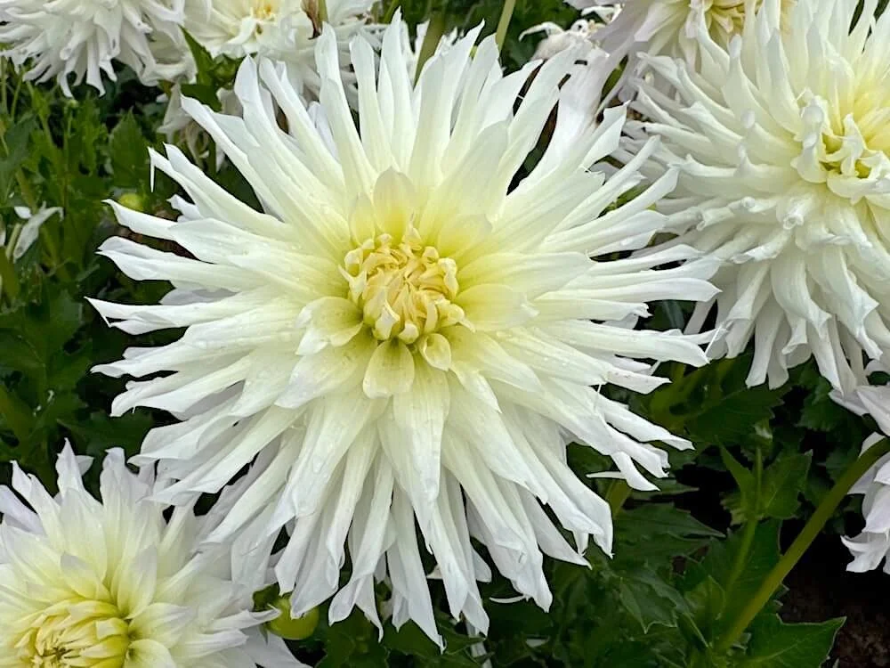 Dahlia 'Magic Moment' 03.jpeg