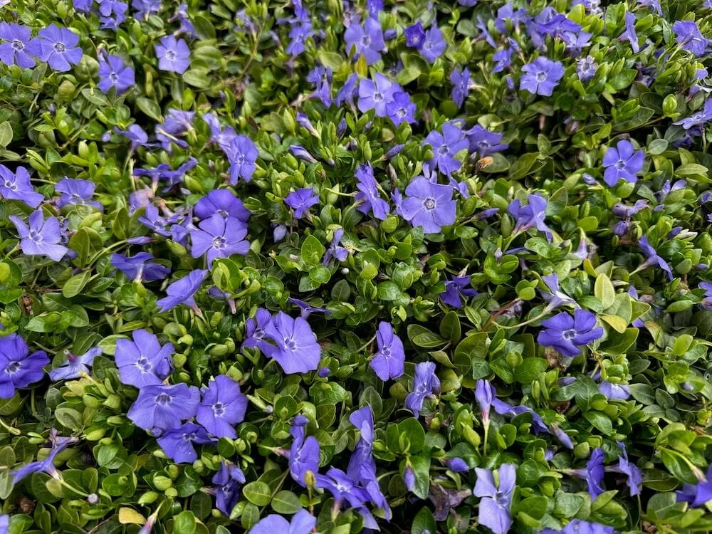 Vinca minor 'Bowles' | Bowles Periwinkle