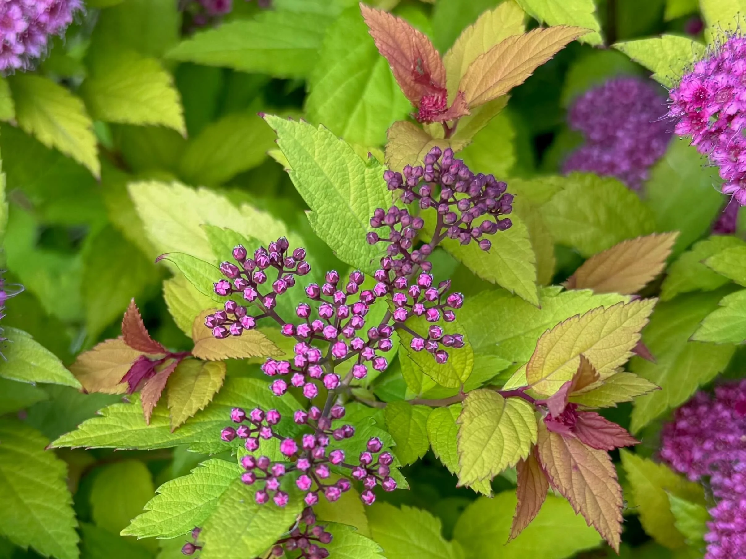 Spiraea japonica 'Goldflame' 04.jpeg
