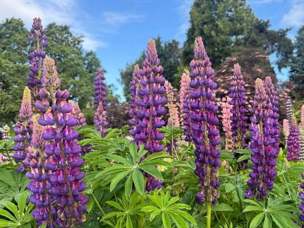 Lupinus polyphyllus Westcountry 'Masterpiece' 04.jpeg