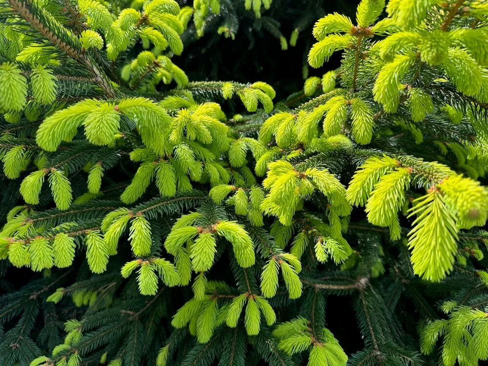 Picea abies 'Acro-Yellow' 04.jpeg