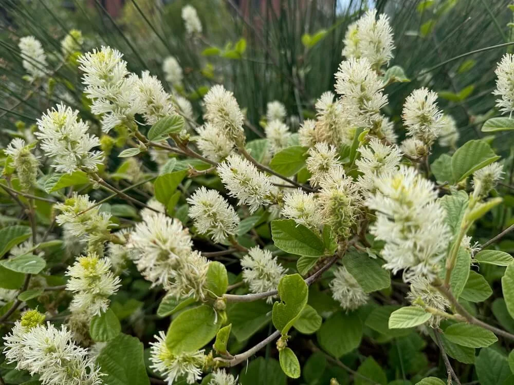 Fothergilla gardenii | Dwarf Fothergilla