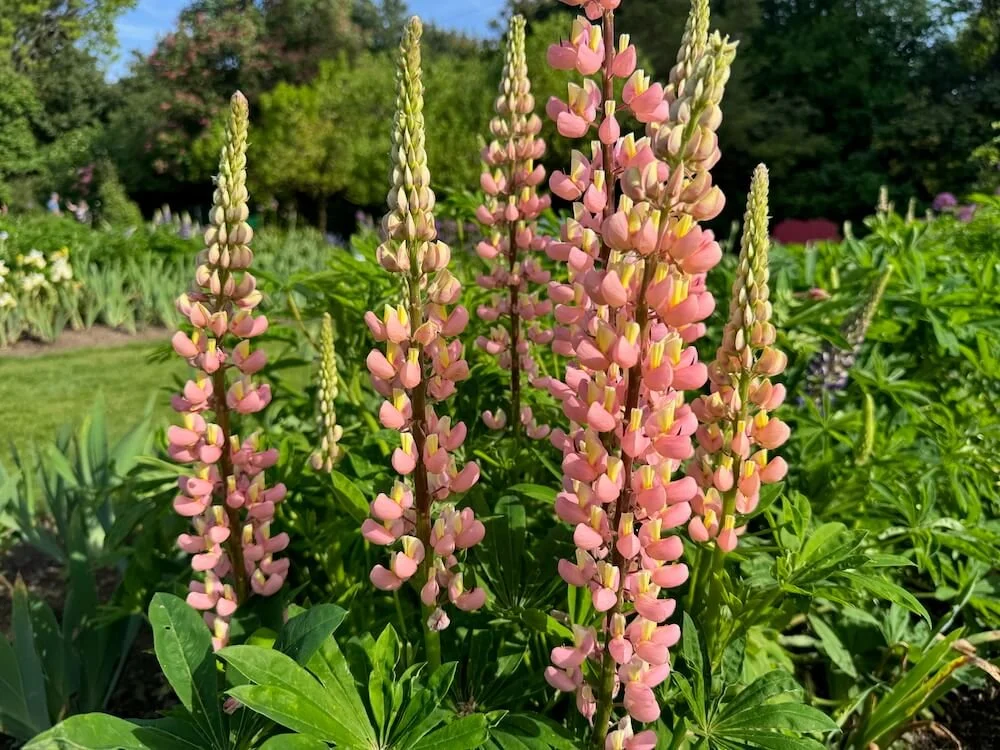 Lupinus polyphyllus 'Pink and Yellow' 01.jpeg