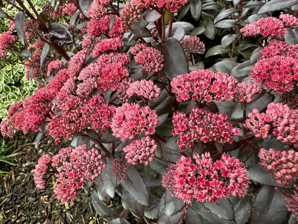 Hylotelephium 'TNSEDECF' 02.jpeg