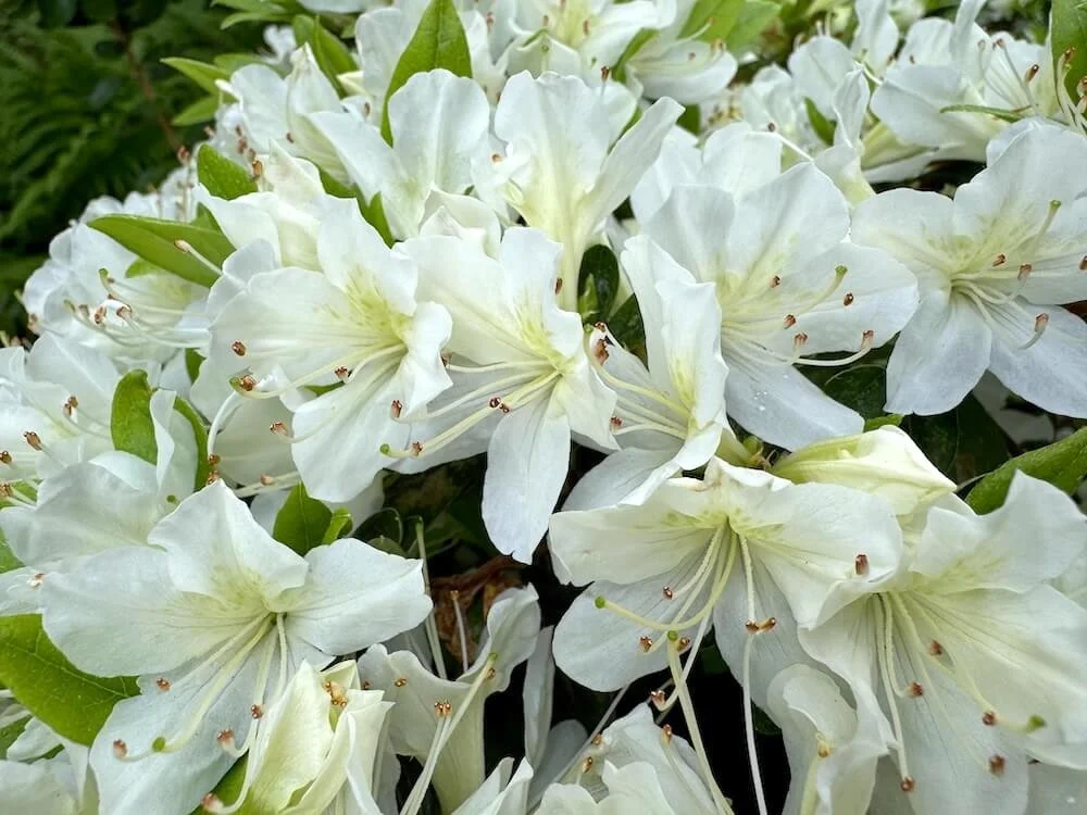 Rhododendron albiflorum Hook. var. albiflorum 04.jpeg