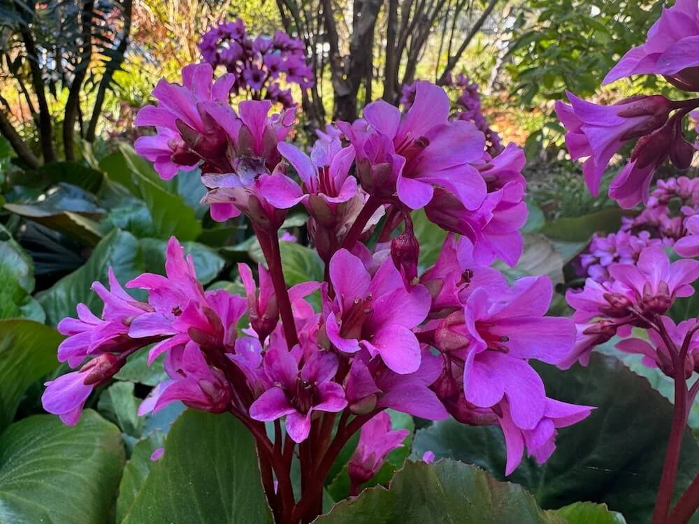Bergenia cordifolia 'Winter Glow' 01.jpeg
