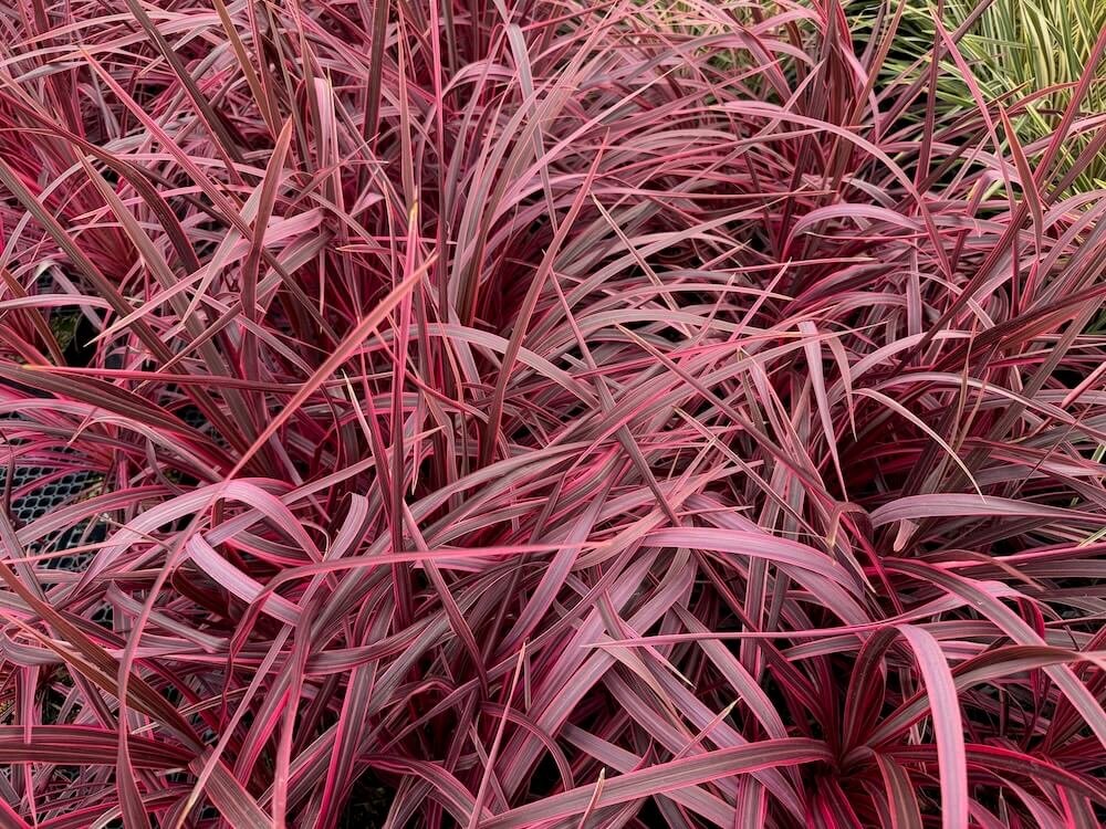 Cordyline australis 'Salsa' 01.jpeg