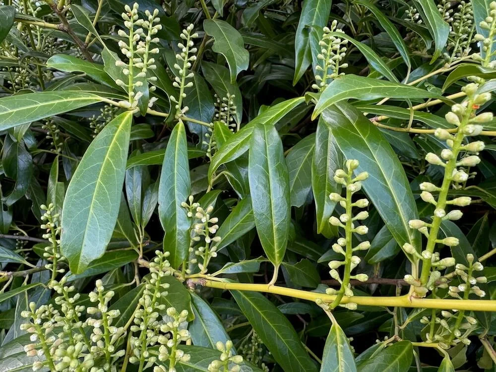 Prunus laurocerasus 'Zabeliana' 04.jpeg