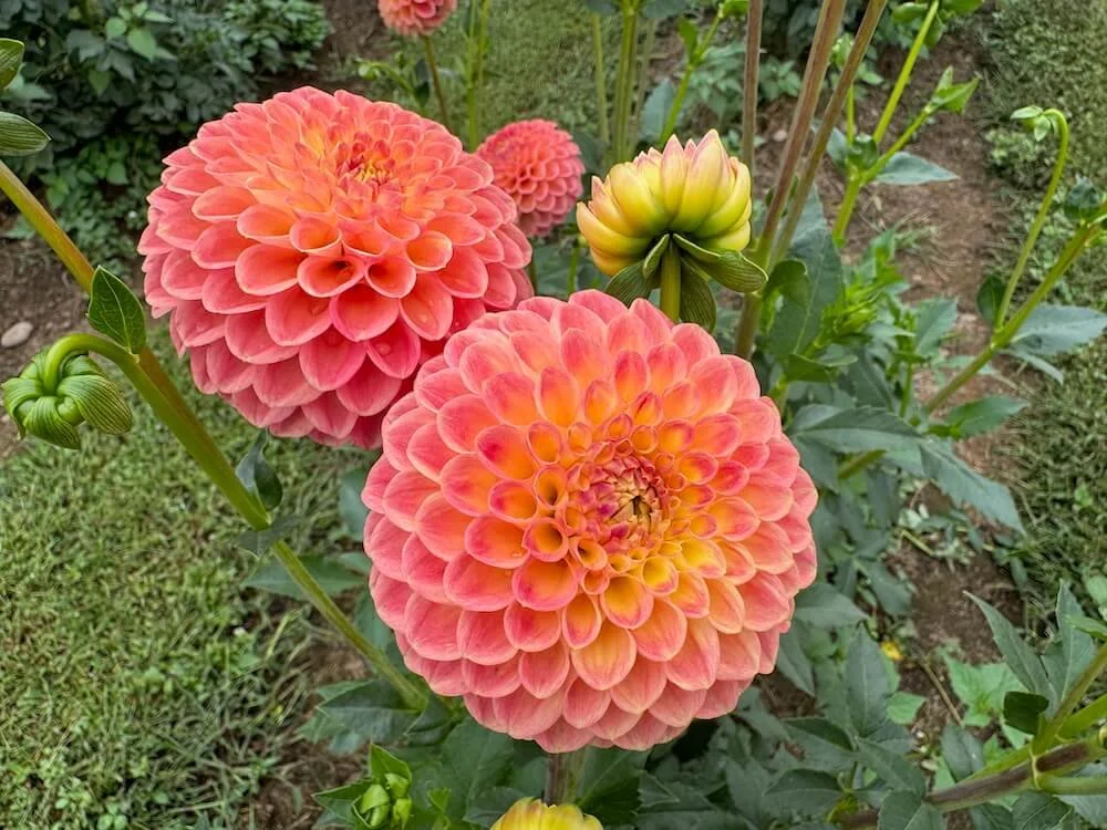 Dahlia 'Late' 04.jpeg