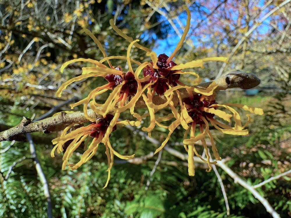 Hamamelis japonica 'Zuccariniana' 01.jpeg
