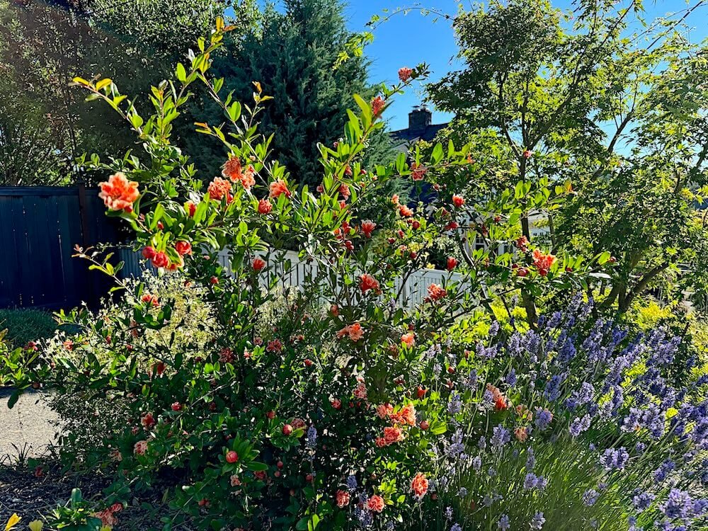 Punica granatum 'California Sunset' 03.jpeg
