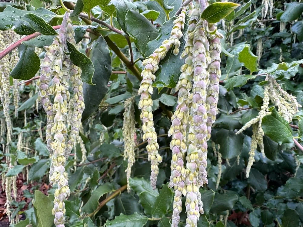 Garrya elliptica 01.jpeg
