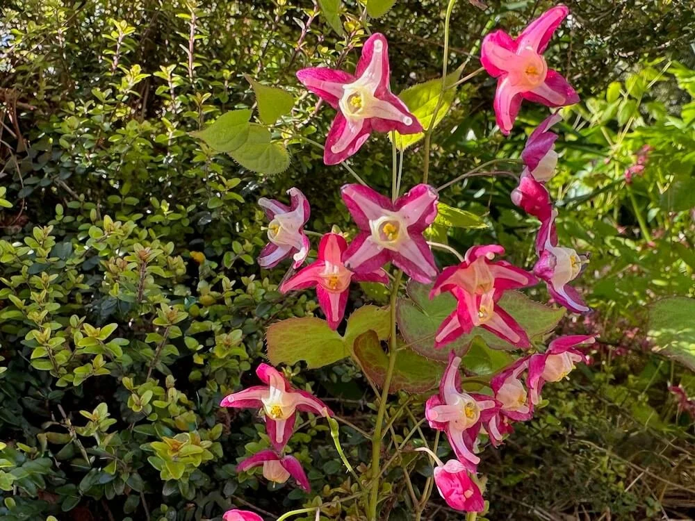 Epimedium x versicolor | Bicolor Barrenwort