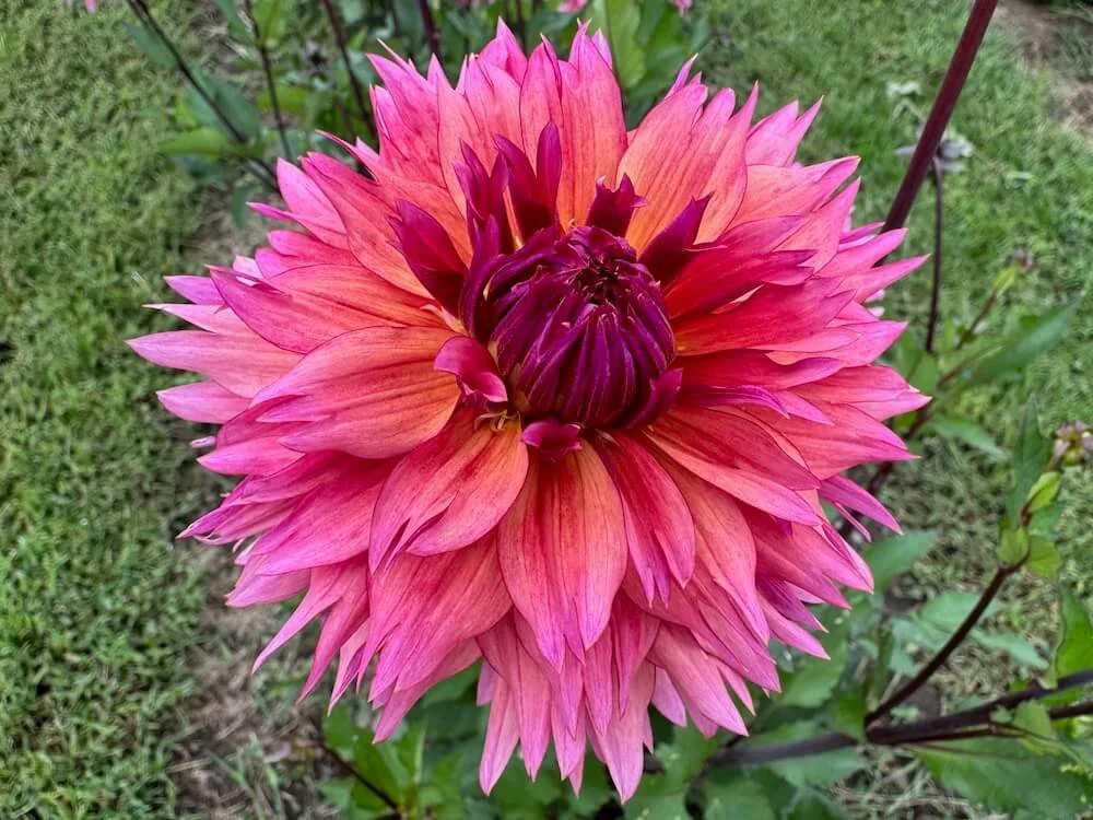 Dahlia 'Sonic Boom' | Sonic Boom Dahlia