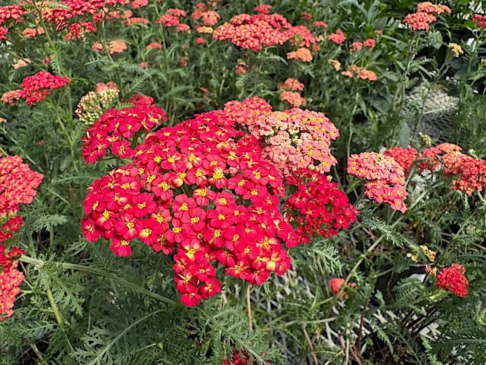 Achillea millefolium 'Paprika' 01.jpeg
