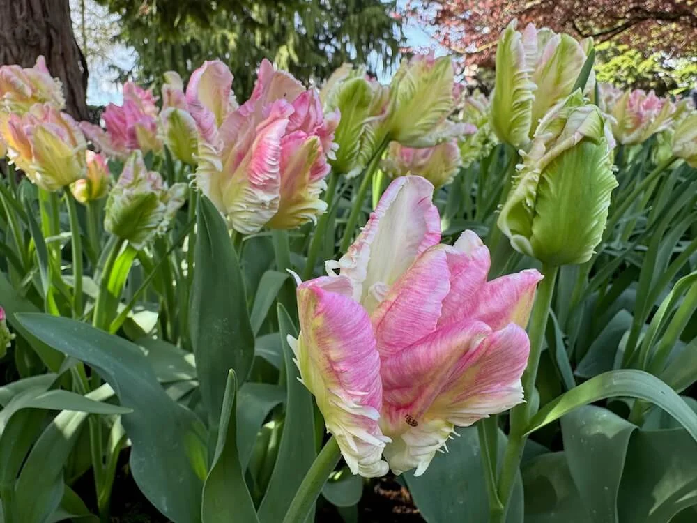 Tulipa 'Cabanna' 01.jpeg