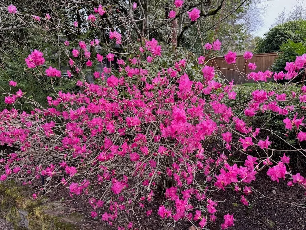Rhododendron mucronulatum 03.jpeg