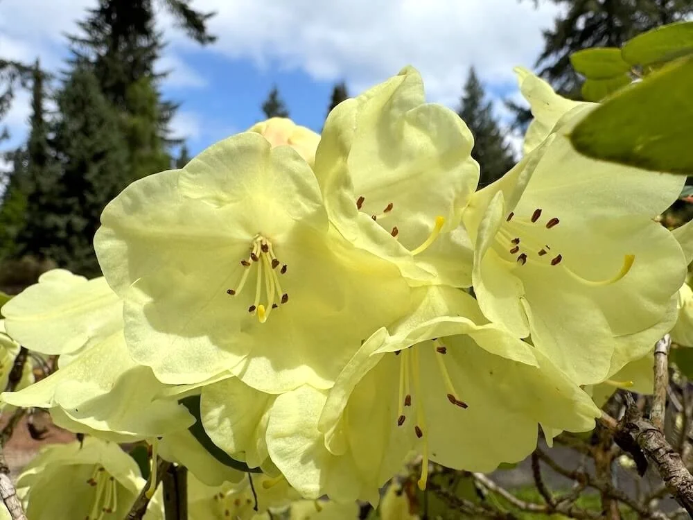 Rhododendron campylocarpum ssp. caloxanthum 02.jpeg