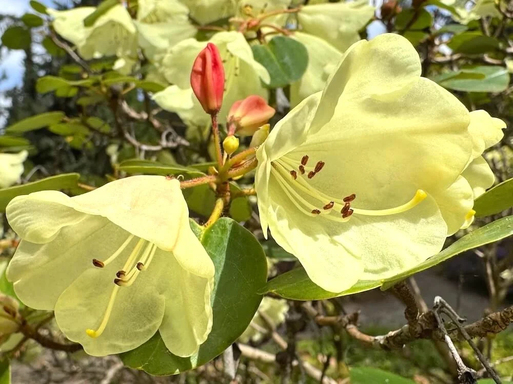 Rhododendron campylocarpum ssp. caloxanthum 01.jpeg