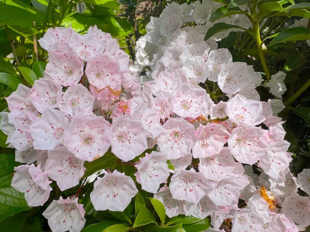 Kalmia latifolia 01.jpeg