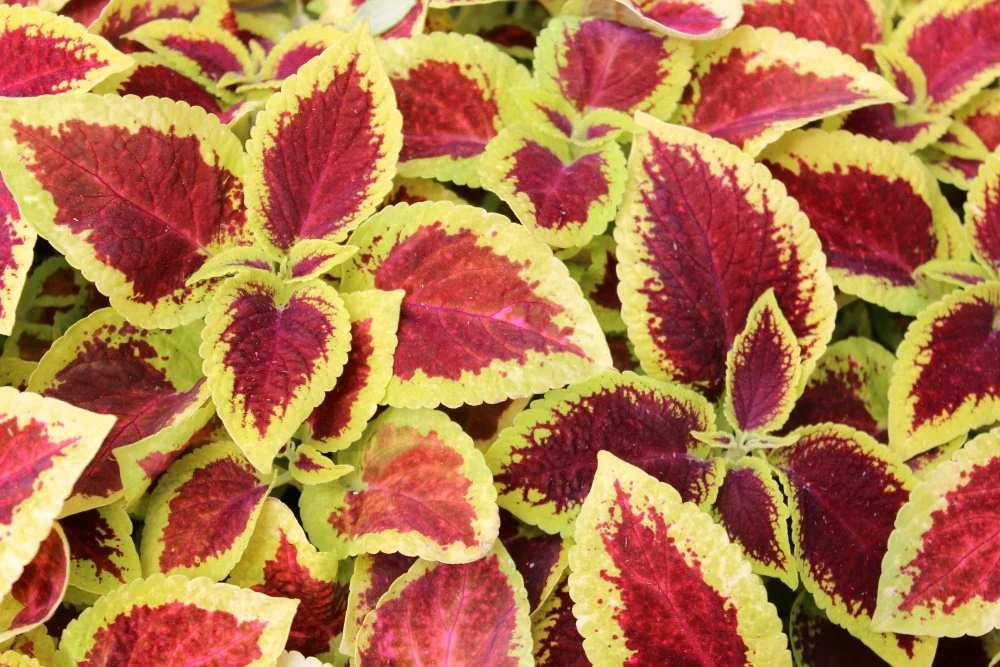 Coleus 01.jpg