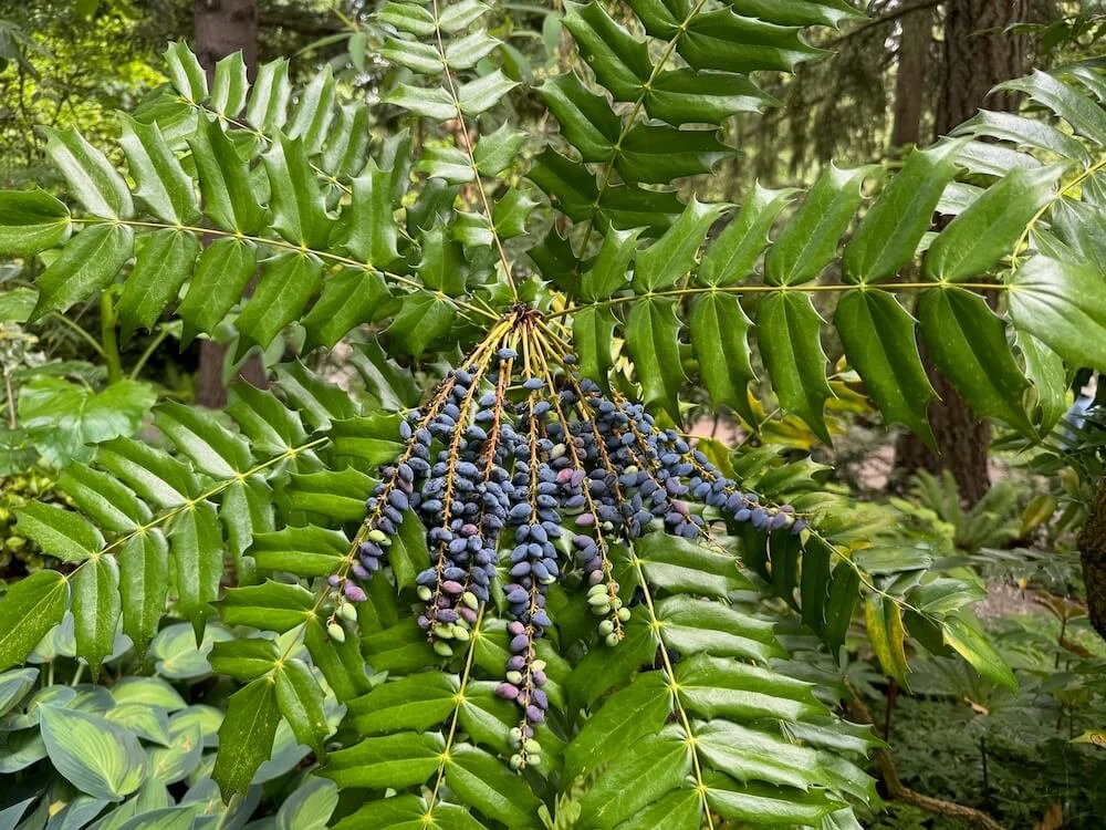 Mahonia x media 'Charity' 05.jpeg