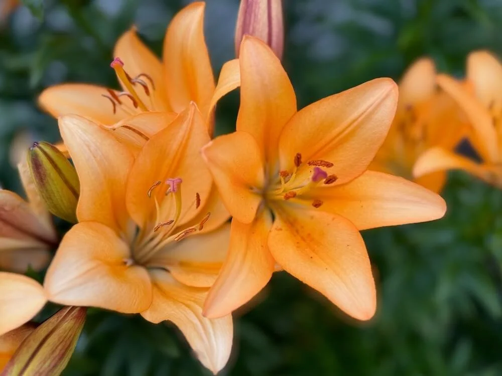 Lilium 'Menton' 02.jpeg