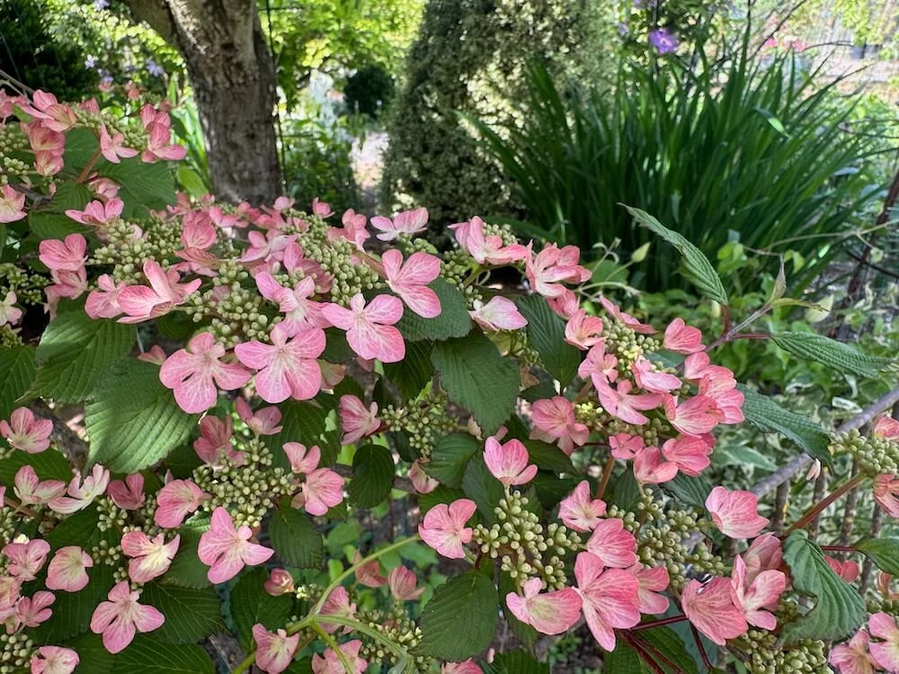 Viburnum plicatum f. tomentosum 'Molly Schroeder' 04.jpeg