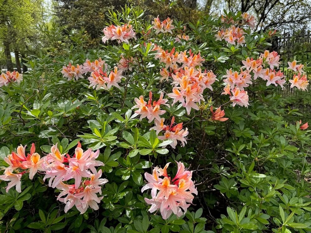 Rhododendron occidentale 03.jpeg