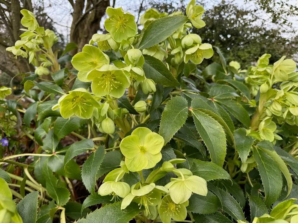 Helleborus argutifolius 10.jpeg