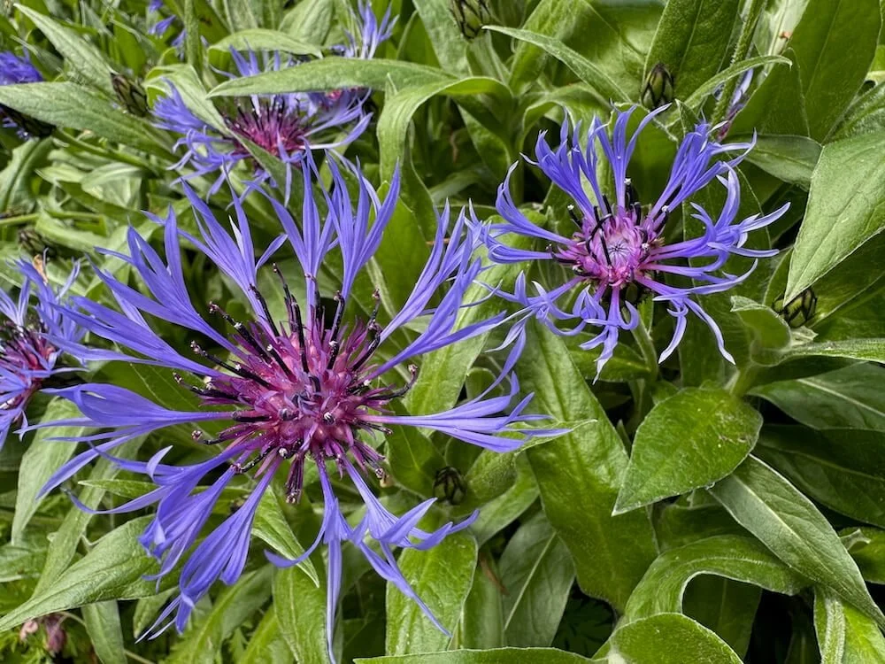 Centaurea montana | Perennial Cornflower